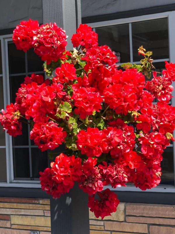 Blu Pacific Hotel image 30